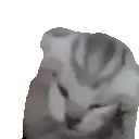 a close up of a cat 's face with a white background .