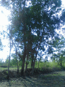 a row of trees in a field with the sun shining through the branches