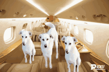 three white dogs in a plane with the word picku on the bottom right