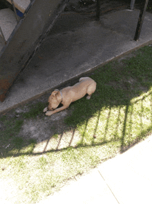 a dog is laying on the grass near a staircase