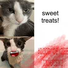 a picture of a cat and a picture of a cat with the words sweet treats and blood of the innocent