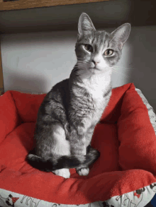 a gray and white cat is sitting on a red bed