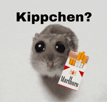 a hamster is holding a pack of marlboro cigarettes in front of a white background