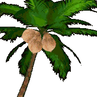 a drawing of a palm tree with coconuts hanging from it