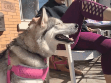 a dog wearing a pink harness is sitting next to a woman in front of a brick building with the number 405 on it