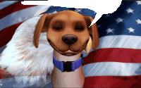 a dog with a blue collar is talking in front of a flag