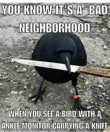 a black bird is carrying a knife on its ankle .