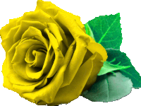 a yellow rose with green leaves on it