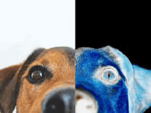 a close up of a dog 's face and a close up of a dog 's face with a blue eye .