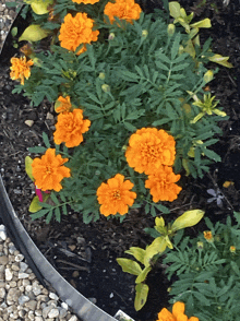 a bunch of orange flowers in a garden with a metal border