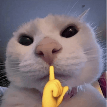 a close up of a cat holding a yellow finger in its mouth .
