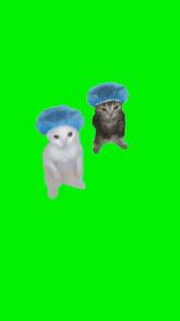 two cats wearing blue hats are standing next to each other on a green background .
