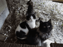 a black and white cat is sitting next to a grey cat