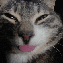 a close up of a cat 's face with a pink tongue sticking out