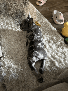 a dog is laying on a rug next to a pair of shark slippers