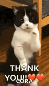 a black and white cat is standing on its hind legs and saying thank you cora .