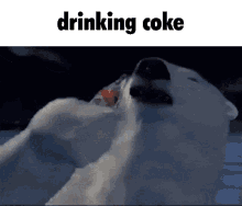 a polar bear drinking a bottle of coke in the snow