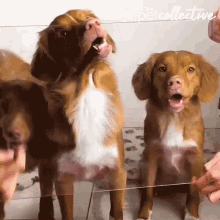 three brown and white dogs are standing next to each other with their mouths open and a person is holding a piece of string