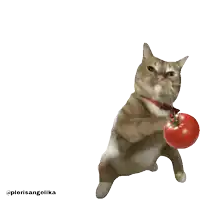 a cat with a red collar is standing next to a red tomato
