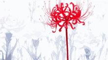 a bunch of red flowers on a white background with a watermark