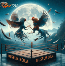 two roosters are fighting in a boxing ring which says museum bola