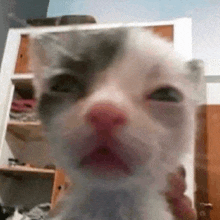 a close up of a kitten 's face with a pink nose looking at the camera .