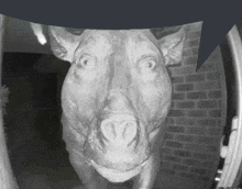 a statue of a pig is standing in front of a door