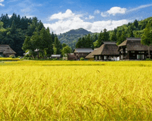 a lush green field with a thatched house in the background