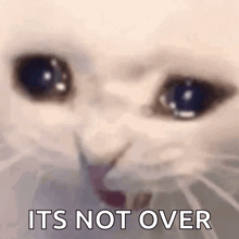 a close up of a white cat 's face with the words `` it 's not over '' written below it .