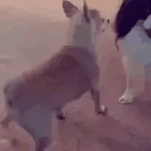 a dog is standing on its hind legs next to another dog on a beach .