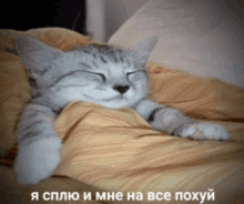 a cat is laying on a bed with a caption in russian that says " i slepo and me ha все похуй "