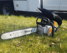 a stihl chainsaw is sitting in the grass next to a crow