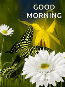 a butterfly is sitting on a white flower with the words `` good morning '' written above it .