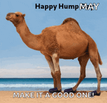 a picture of a camel standing on a beach with the words happy hump may make it a good one