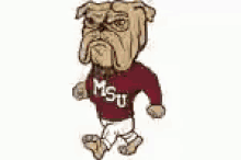 a cartoon of a bulldog wearing a msu sweatshirt .