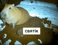 a guinea pig laying on a bed with a sign that says святк