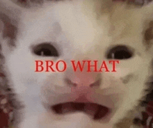 a close up of a cat 's face with the words `` bro what '' written above it .