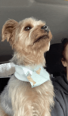 a small dog wearing a bandana with a toothbrush on it