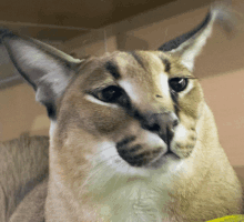 a close up of a cat 's face and ears