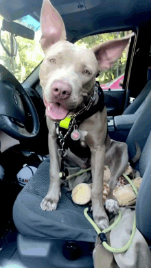 a dog is sitting in the driver 's seat of a car with a san hat on the steering wheel