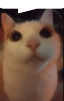 a close up of a white cat with black eyes