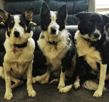 three black and white dogs are sitting next to each other on a carpet