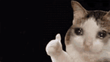 a cat is giving a thumbs up sign while crying .