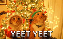two cats wearing santa hats are sitting in front of a christmas tree with the words yeet yeet written below them