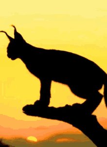 a silhouette of a cat standing on a branch at sunset