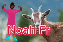 a man in a pink shirt stands next to a goat with the name noah fr written on it