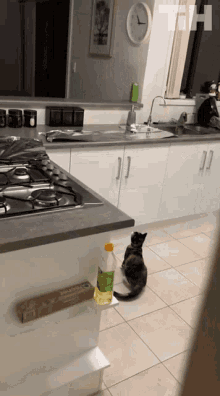 a cat sits on the floor in a kitchen next to a bottle of oil and a roll of wax paper