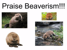 a poster that says praise beaverism with pictures of beavers on it