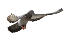 a pigeon flying in the air with its wings outstretched