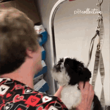 a black and white dog is being groomed by a man wearing a scrub top with hearts on it .